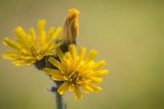 Wildflower
