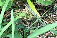 Northeren Leopard Frog