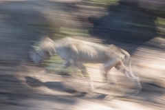 See Spot Run