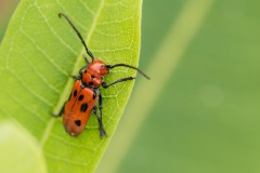 Milkweed Beetle