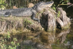Sleeping Gator