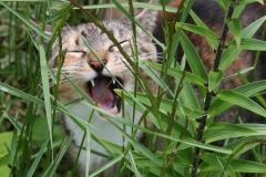 Wild Feline