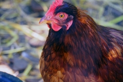 Bunnys Rooster