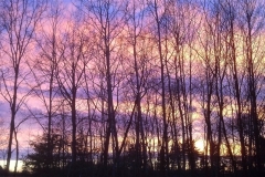 Backyard Winter Sunset