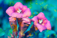 Trumpet Flowers