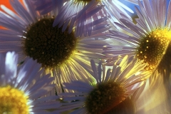 Daisy Fantasy