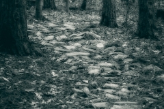 A Path