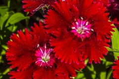 Adaf Dianthus