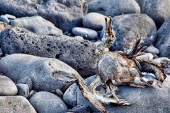 Rime Of The Ancient Mariner