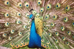 Peacock