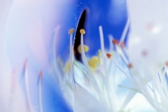 White Flower Fantasy