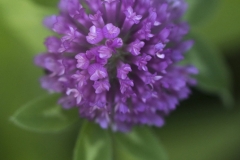 Red Clover