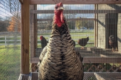 Shaker Chicken