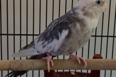 King Louie