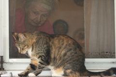 At the Window