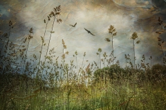Weeds