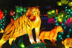 Bright Lights