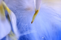 Suspended Petal