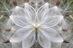 Milk Pod Flower