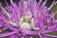 White Spider