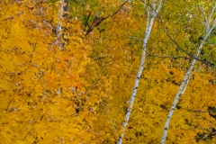 Autumn Colors