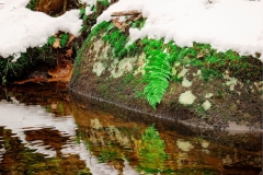 Fern On The Rocks