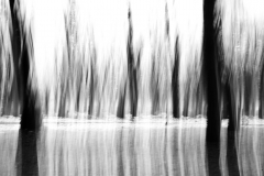 Reflected Trees