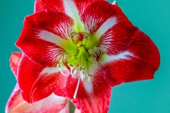 Amaryllis