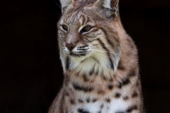 North American Bobcat