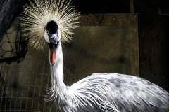 What's Wrong With My Hair?