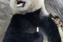 Bei Bei