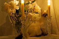Jacob's Kitten
