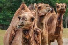 Crazy Camel