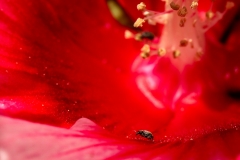 Aphid's Journey