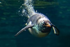 Gliding