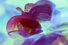 Purple Flower Fantasy