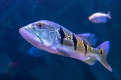 Peacock Bass