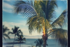 Palm Trees