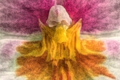 Face