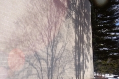 Tang Tree Shadow