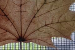 Stuck Leaf