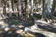 Trees