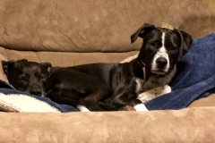 Two Headed Dog